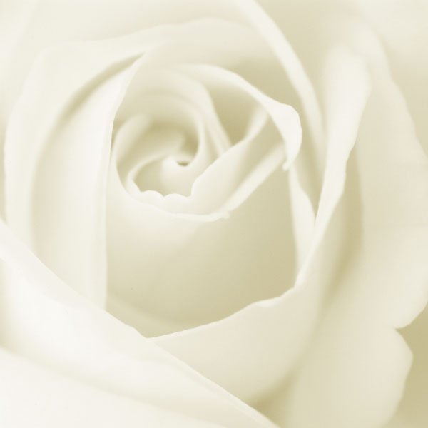 white-rose-1.jpg, 19 KB
